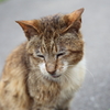 八幡坂の猫