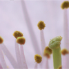 桜 16-03-19 13-06-56