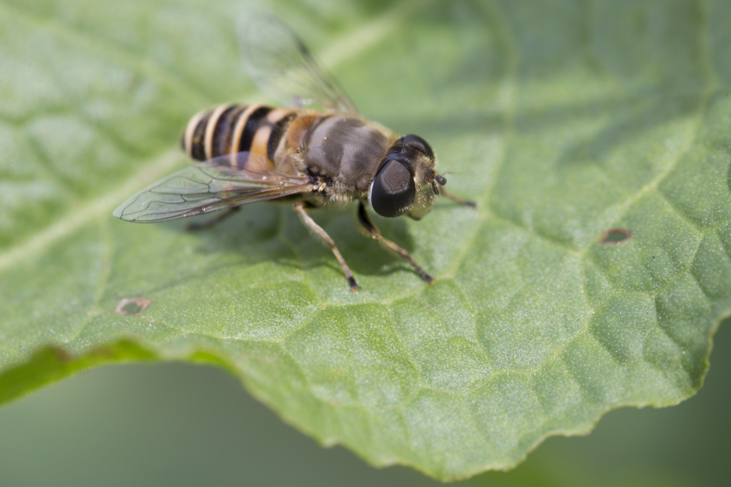 マクロ練習　ハナアブ