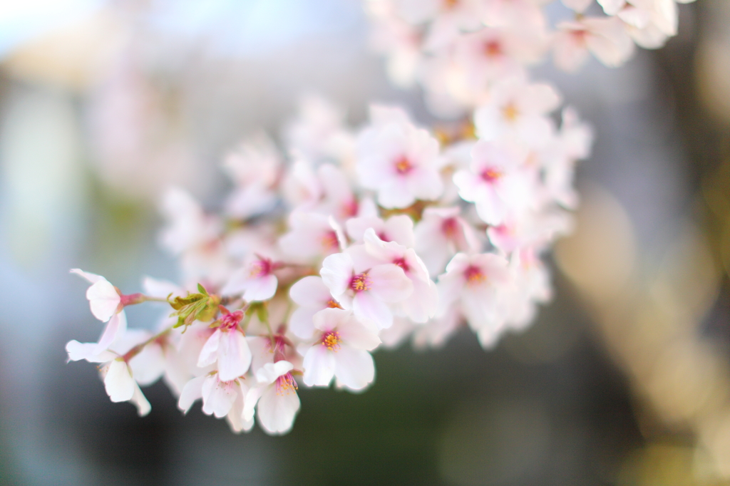 桜