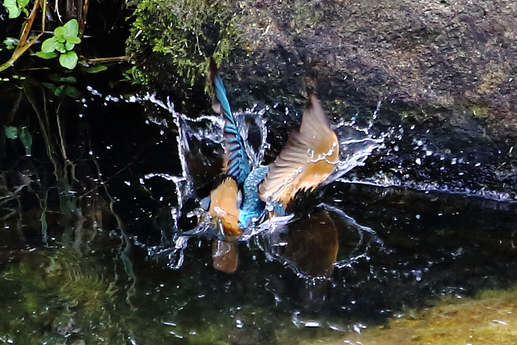 カワセミ⑤　７月７日