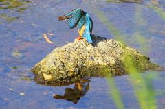 羽繕いするカワセミ