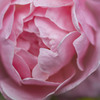 薔薇