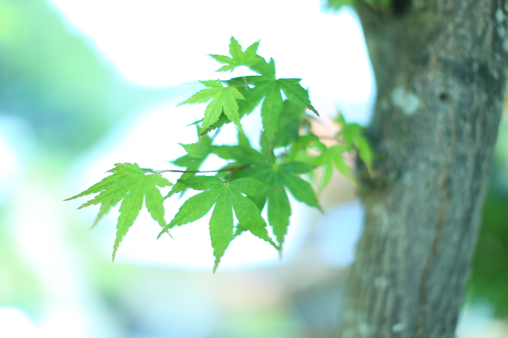 清々緑