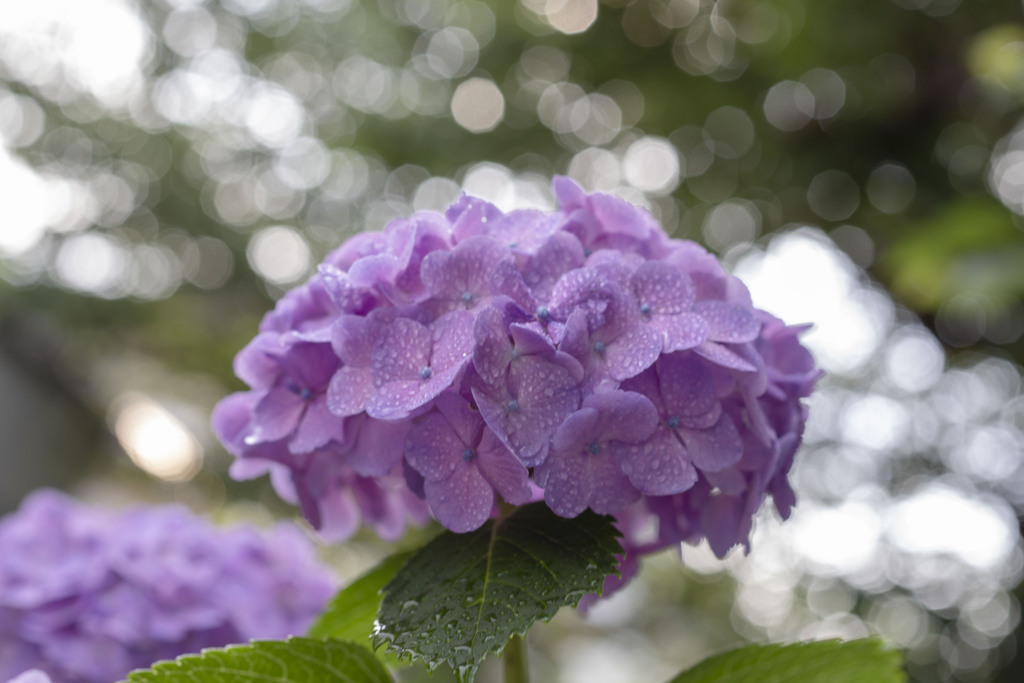 紫陽花　