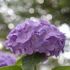 紫陽花　