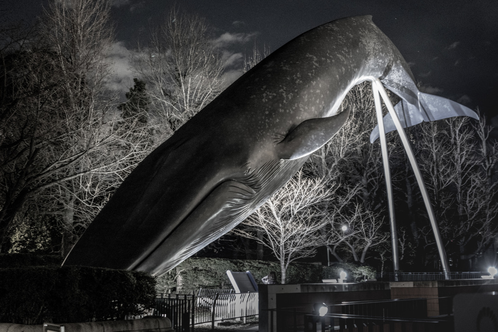 陸鯨　20170216023