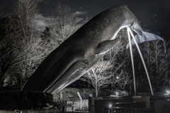 陸鯨　20170216023