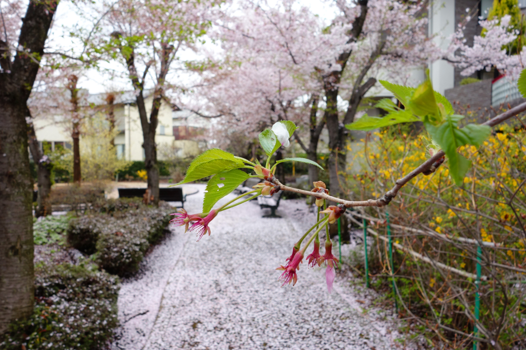 桜散道