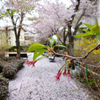 桜散道