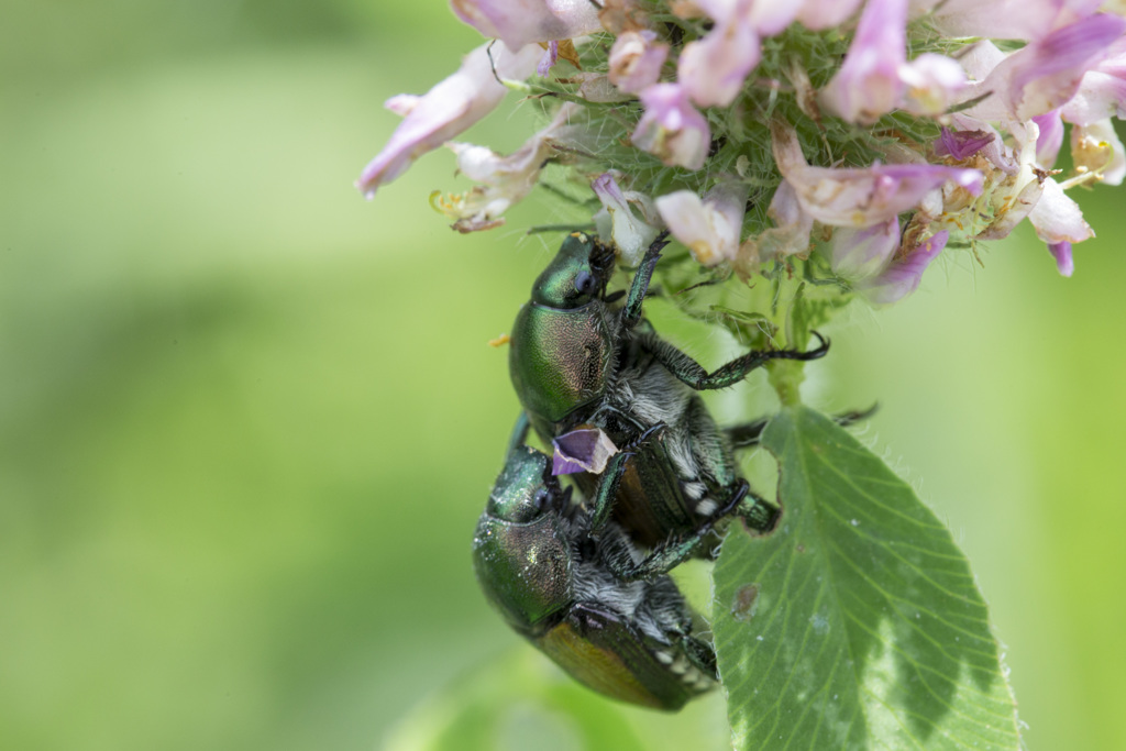マクロ練習　合体②