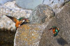 カワセミの縄張り争い①