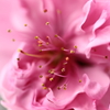 八重桜