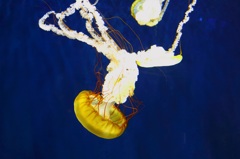 江ノ島水族館　クラゲ