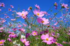 庭の秋桜②