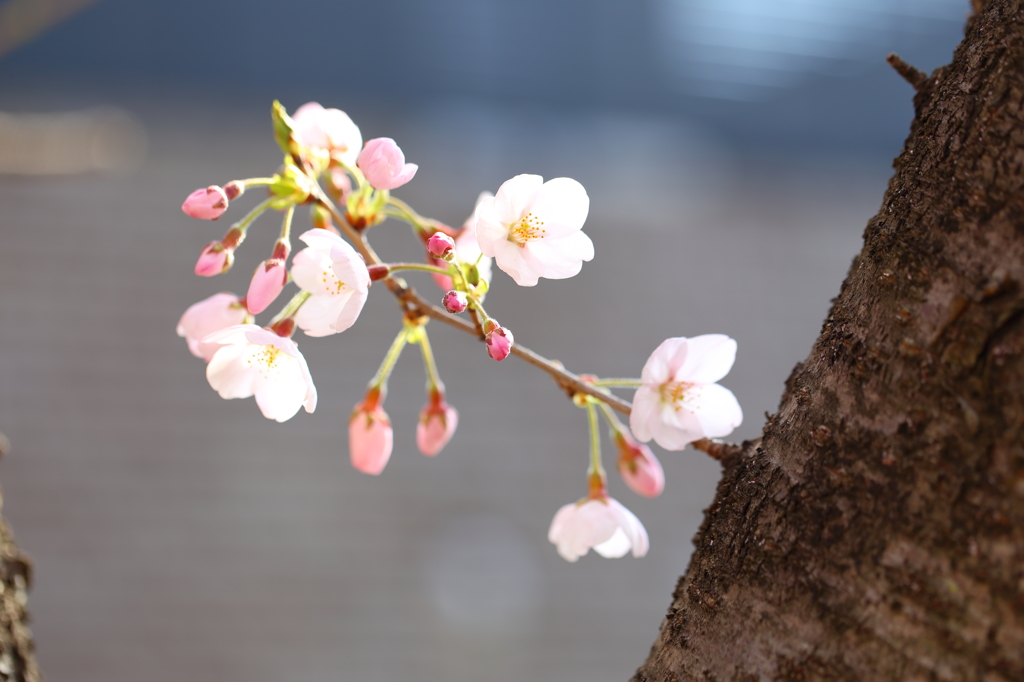 桜　