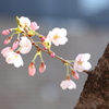 桜　