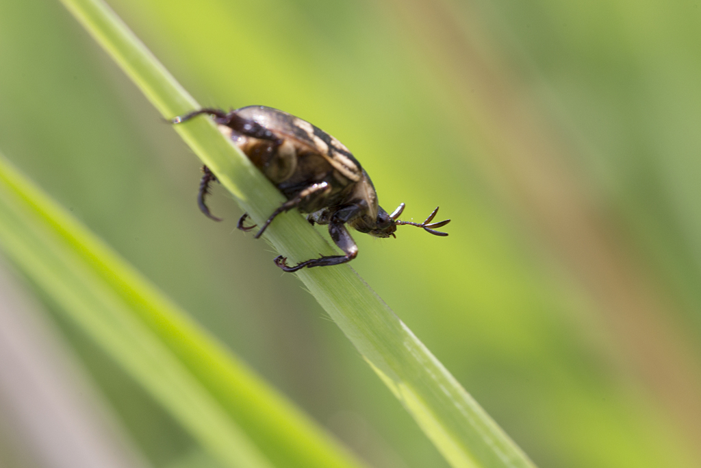 セマダラコガネ