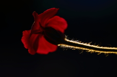 夕日に照らされる花