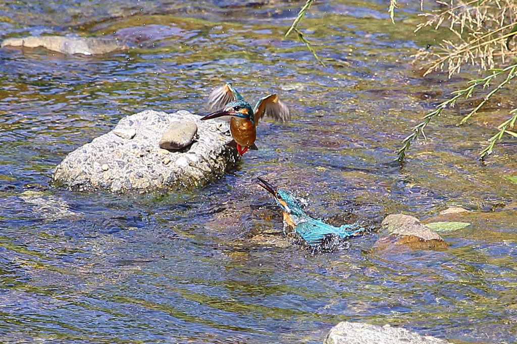 カワセミ　縄張り争い⑦