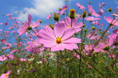 秋桜　140922
