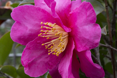 山茶花
