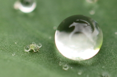 水滴と遊ぶ小さな虫たち