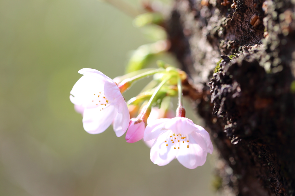 桜　