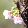 桜　