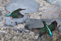 カワセミの縄張り争い②