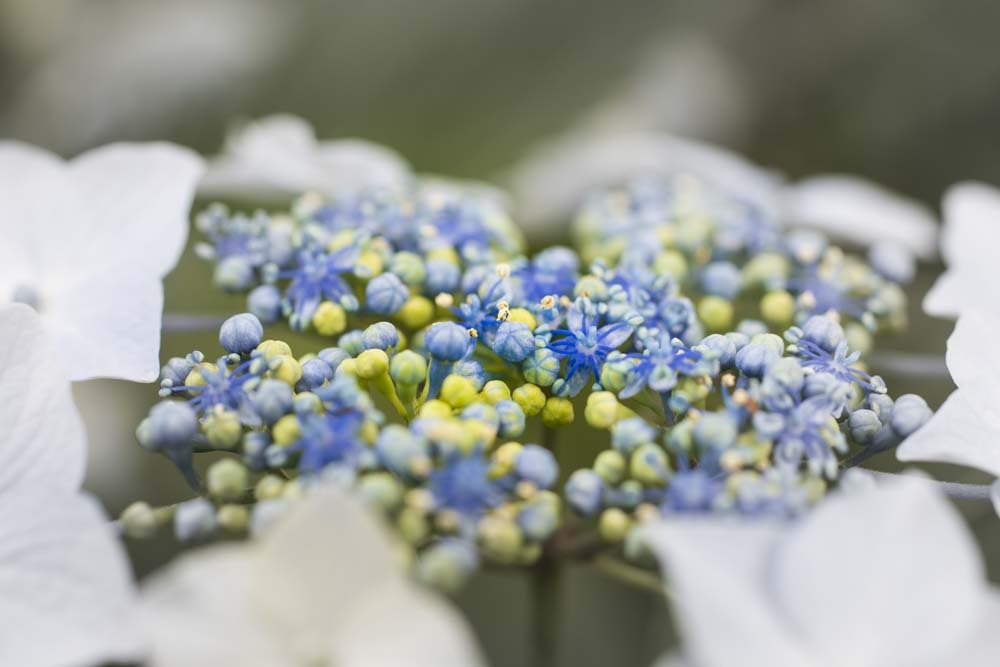 今年の紫陽花