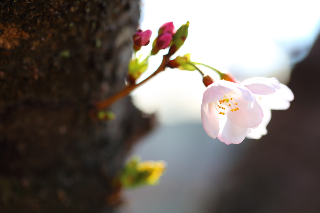 桜　陽ざしを浴びて