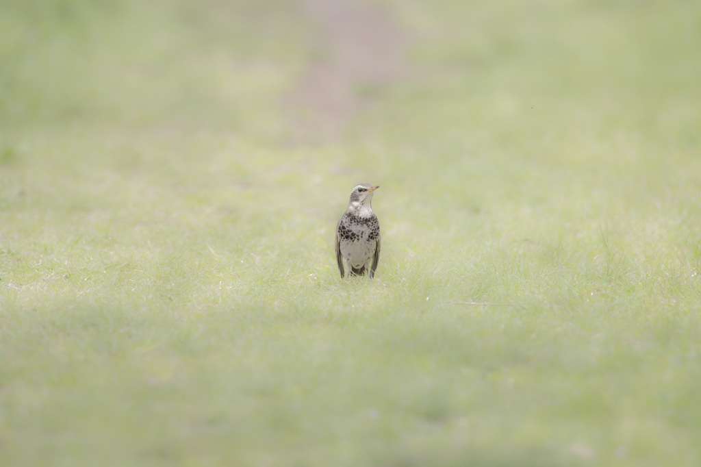 ペンギン　20160410024