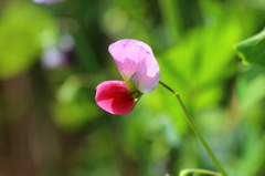 さやえんどうの花