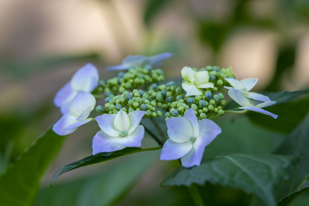 紫陽花　190604