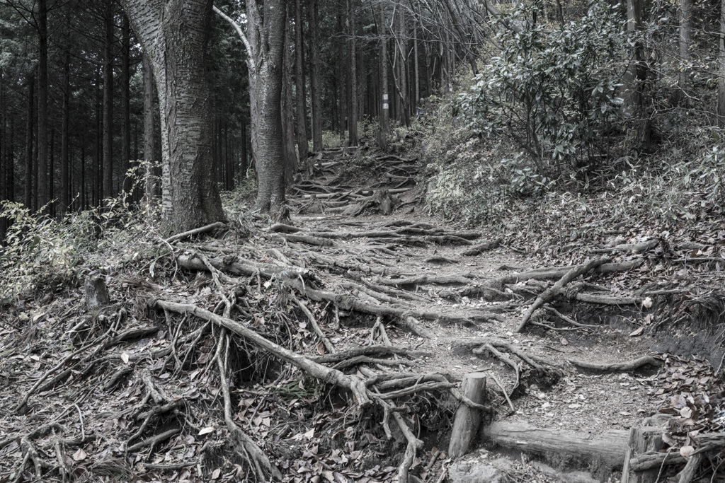 根道