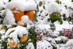 雪景色　161124-001