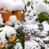 雪景色　161124-001