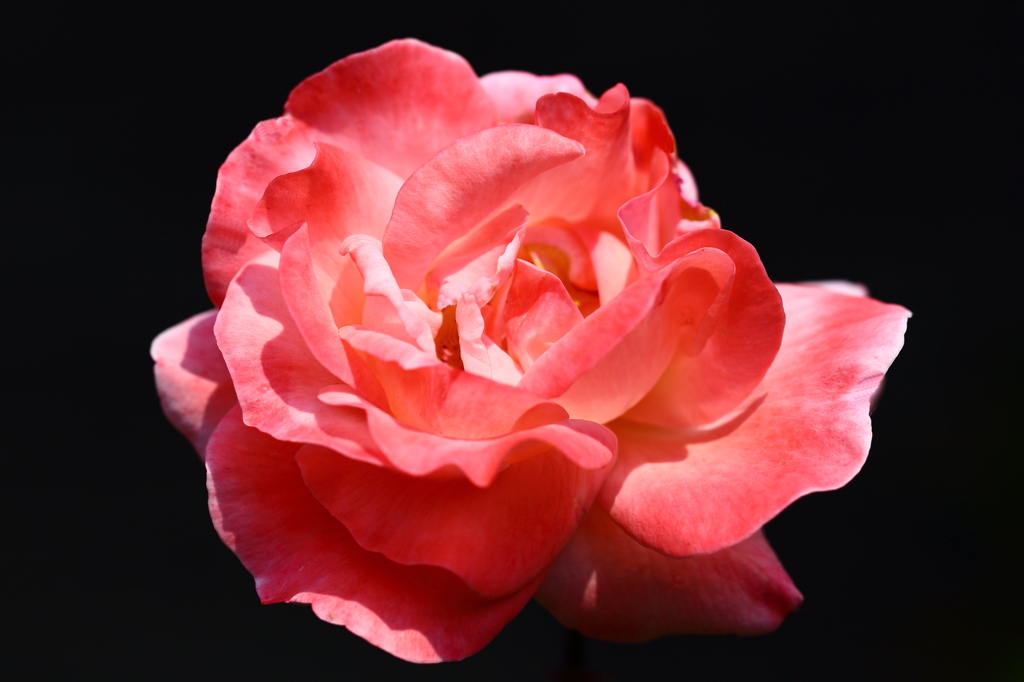 庭の薔薇