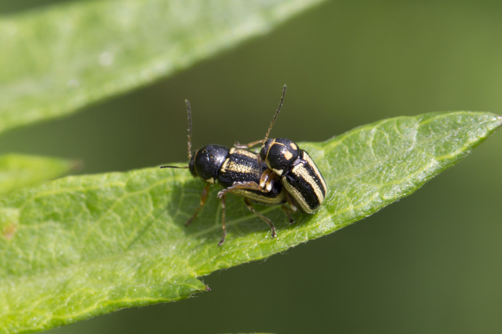 マクロ練習　合体①