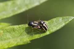 マクロ練習　合体①