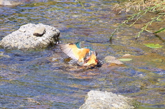 カワセミ　縄張り争⑤