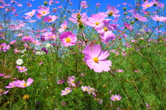 庭の秋桜①