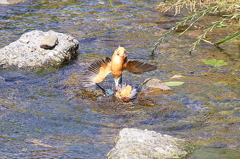 カワセミ　縄張り争い④