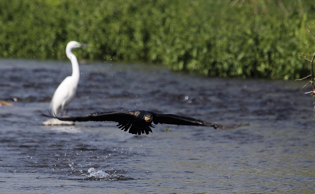 飛び立つところ