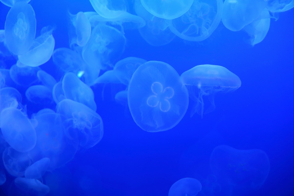 江ノ島水族館　クラゲ