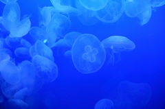江ノ島水族館　クラゲ