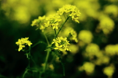 菜の花