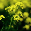 菜の花