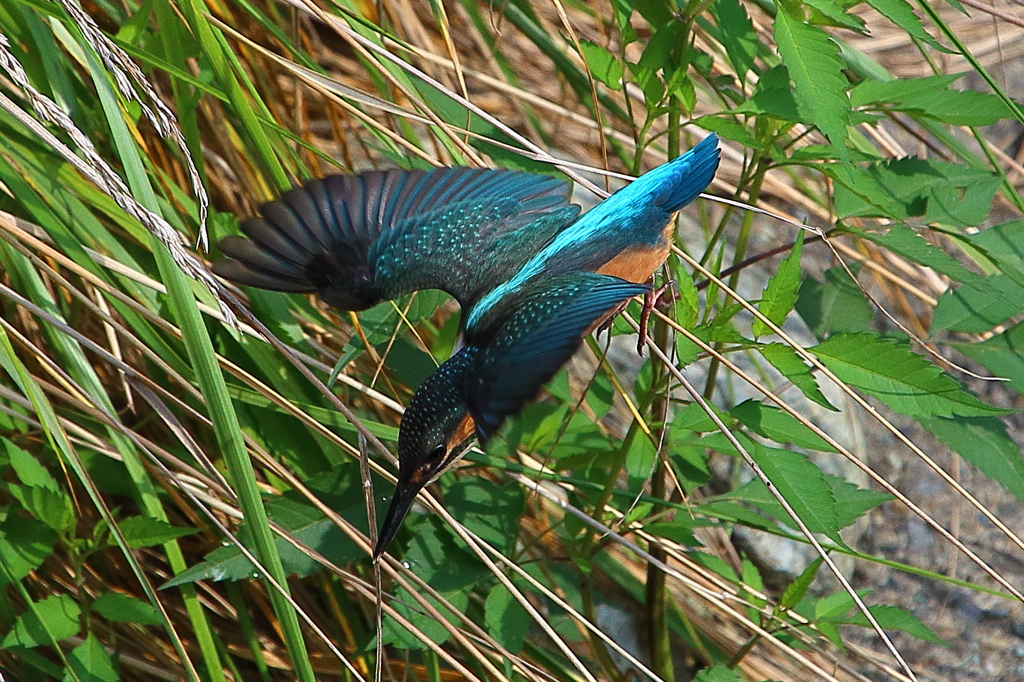 カワセミ　130817-2